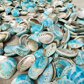10 adet Karışık Renk Kesim Doğal Deniz Kabukları Takı Yapımı İçin Dıy El Sanatları Ev Dekorasyon Coquillage Kabuk Plaj Dekor 10-20mm satın almak online | Süsler / Birebiregitim.com.tr 11